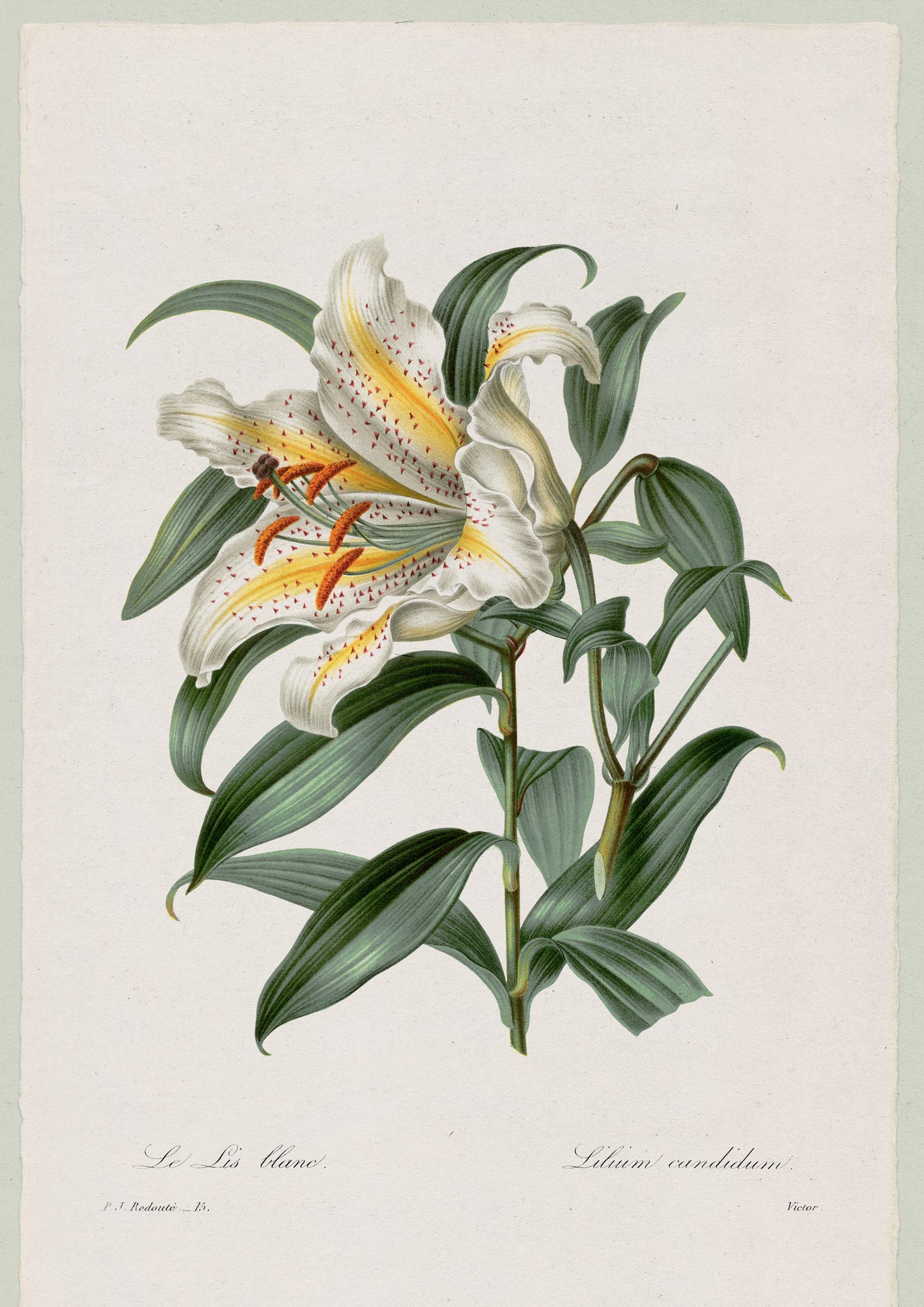 Lily Herbarium