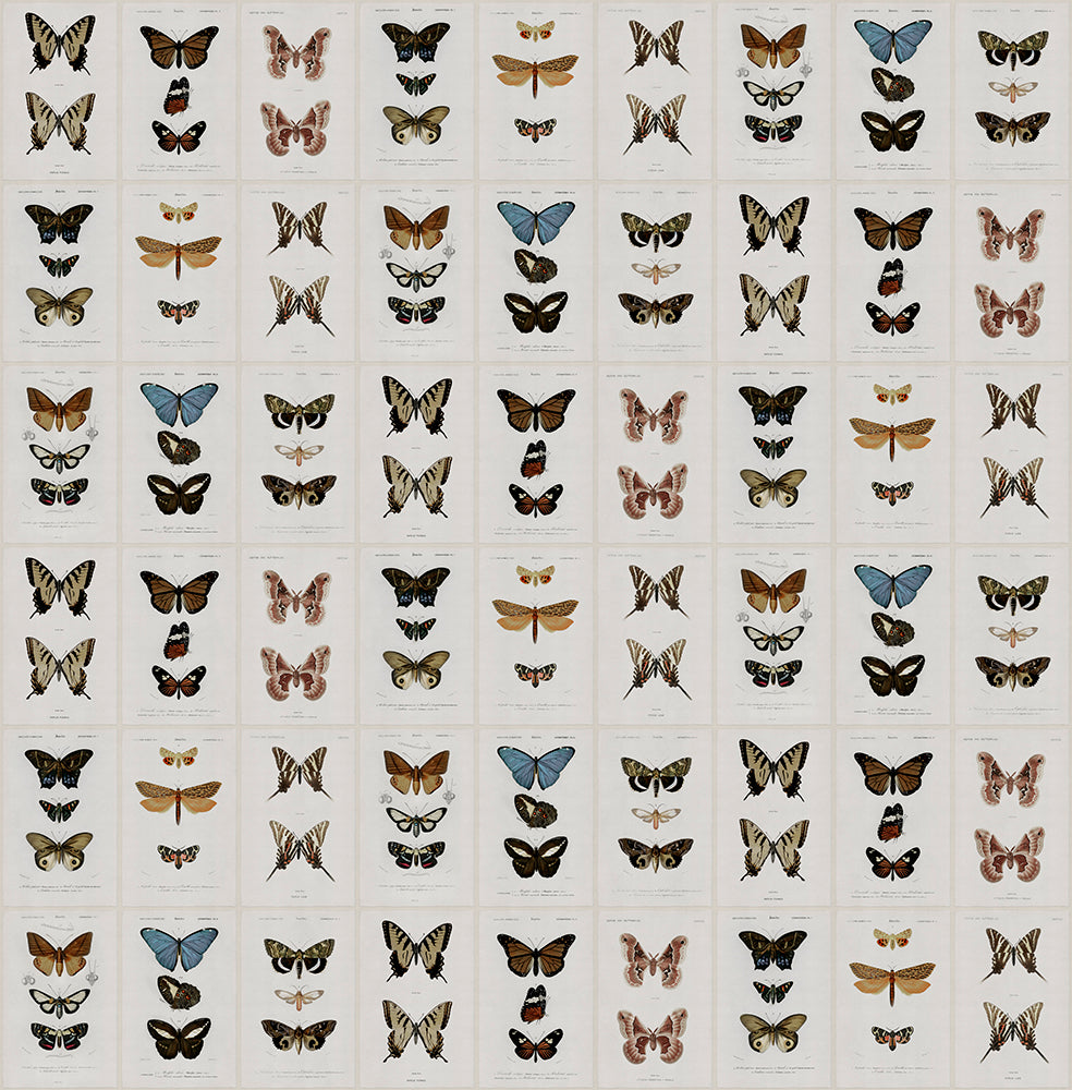 Chasing Butterflies