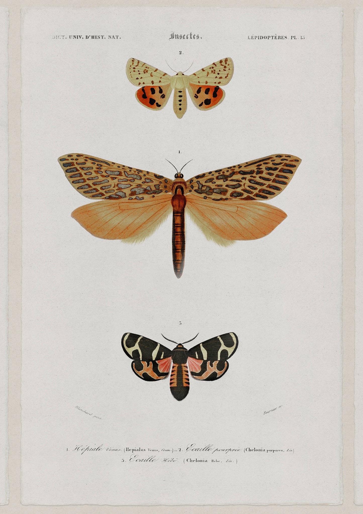 Chasing Butterflies