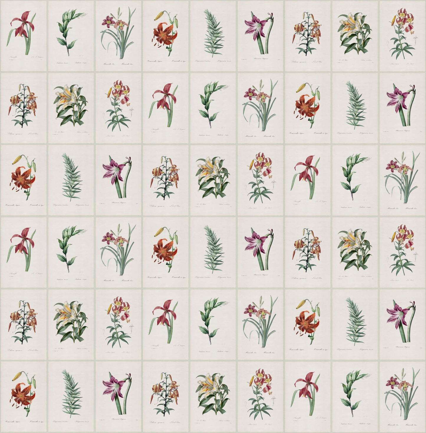 Lily Herbarium